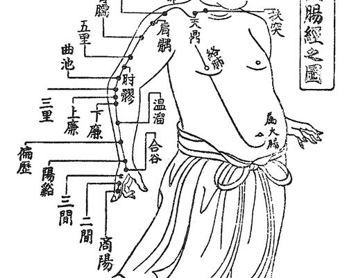 手の陽明大腸経